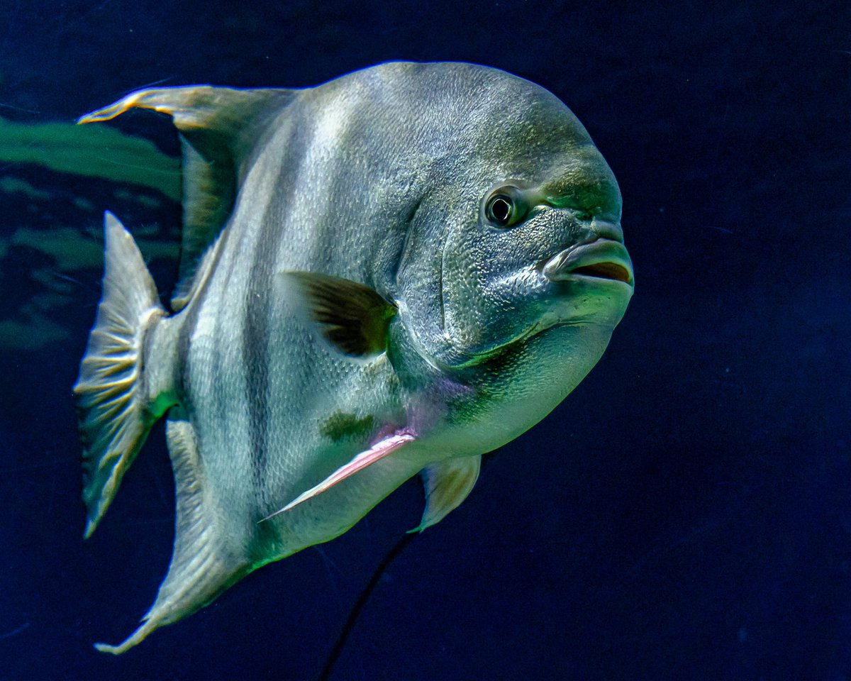 GeofotoF's tweet photo. “Glide By” The Atlantic spadefish is a disc-shaped, schooling fish with a distinctive black and white striped pattern. #spadefish #fish #atlanticspadefish #Underwater #underwaterphotography #portrait #photooftheday #NaturePhotography #fujifilm https://t.co/S6E7hivefZ