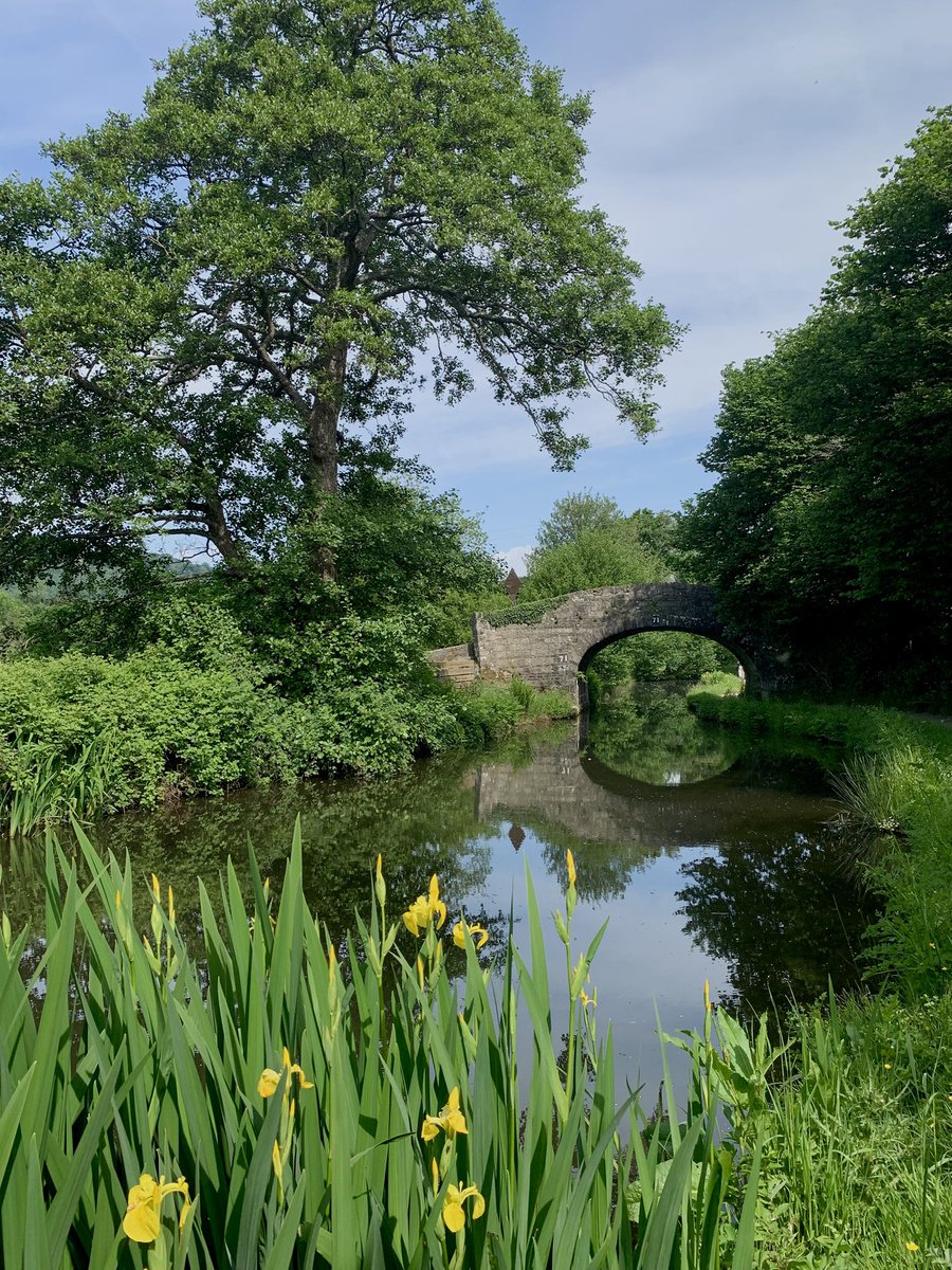 Deebs_birding's tweet photo. Lovely morning and company with GOS at Goytre woods and canal. Year ticks for Stock Dove (heard), Spotted Fly &amp; Tree Creeper + the usual woodland mix. #birds #birdingWales https://t.co/XxdNqnMYOq