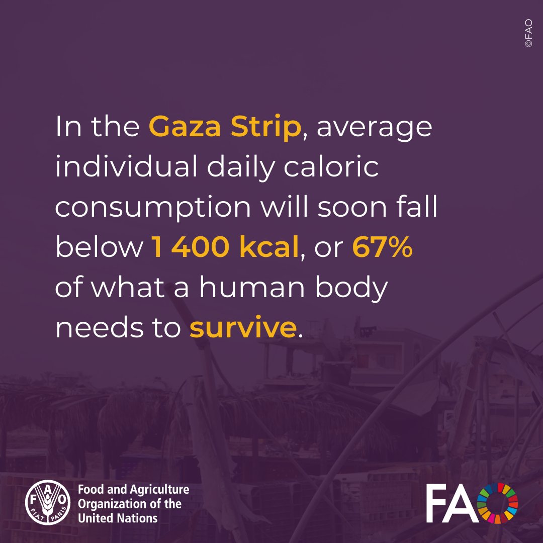 FAO4Members (@fao4members) on Twitter photo Famine imminent in the Gaza Strip: New <a href="/FAO/">Food and Agriculture Organization</a> study examines implications of food blockade in the context of International Human Rights Law and International Humanitarian Law.
Learn more👉 bit.ly/430rwUP
#RightToFood Famine imminent in the Gaza Strip: New <a href="/FAO/">Food and Agriculture Organization</a> study examines implications of food blockade in the context of International Human Rights Law and International Humanitarian Law.
Learn more👉 bit.ly/430rwUP
#RightToFood