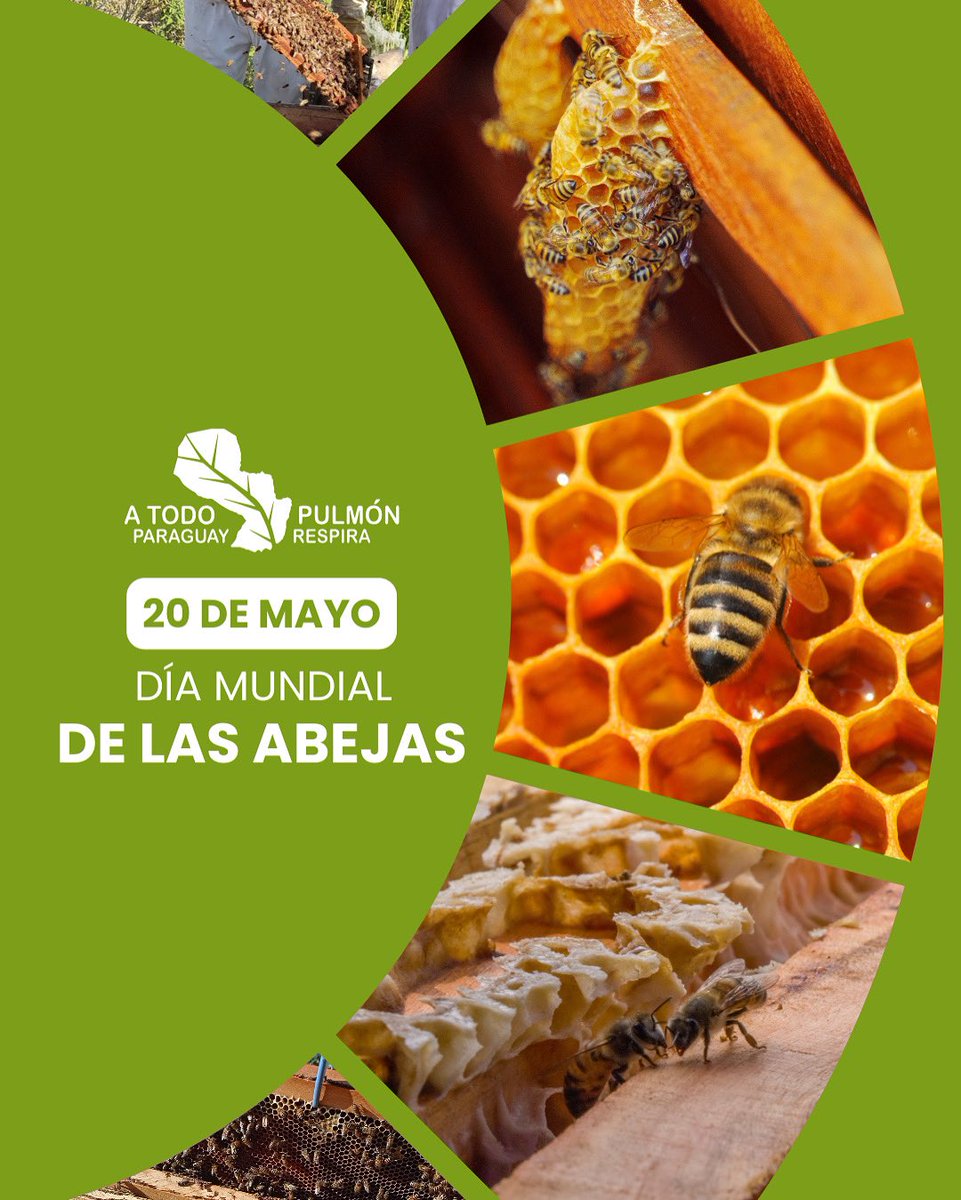 ¡Hoy es el Día Mundial de las Abejas! 🐝
Pequeñas pero esenciales para la vida 💚

✅ Polinizan cultivos
✅ Regeneran bosques
✅ Garantizan alimentos
✅ Mantienen la biodiversidad

Protegerlas es cuidar la biodiversidad, la alimentación y nuestro futuro. 🌳