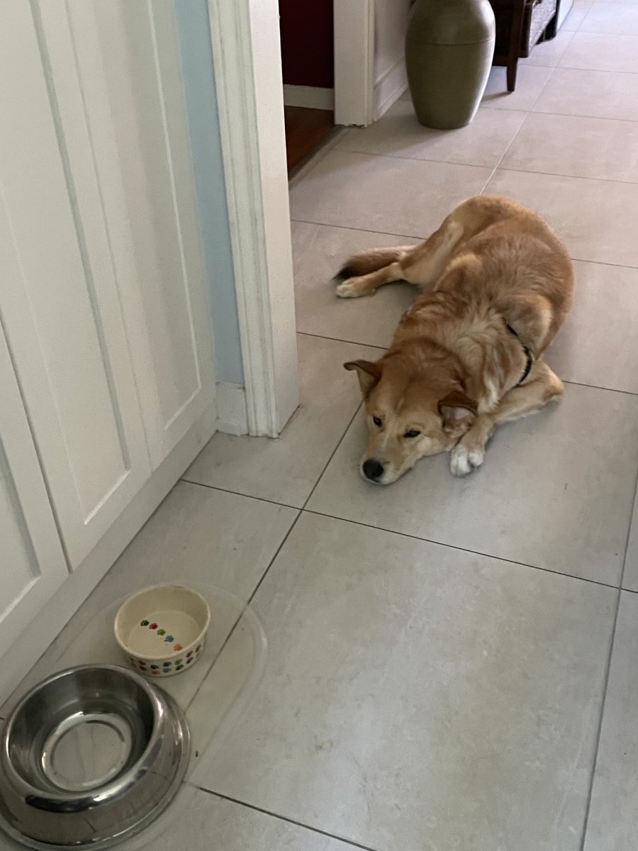 67Dodge's tweet photo. If I stare at it long enough 🤞🐾 #Maxdog https://t.co/SurnhtYnh7