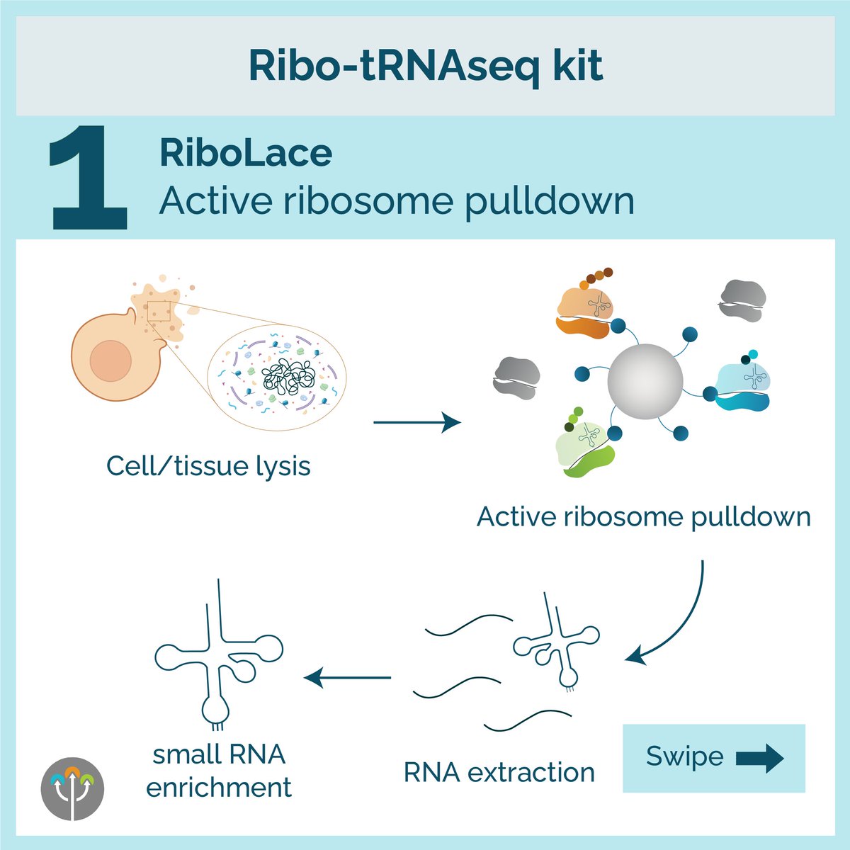 ImmaginaBiotech's tweet image. What if the key to your system lies in the tRNAs your ribosomes actually use? 🔬
Meet Ribo-tRNAseq: the first kit to isolate and sequence actively translating tRNAs—fast, easy, and insightful.
Learn more: zurl.co/cFoM5
#tRNA #RiboSeq #Translatomics