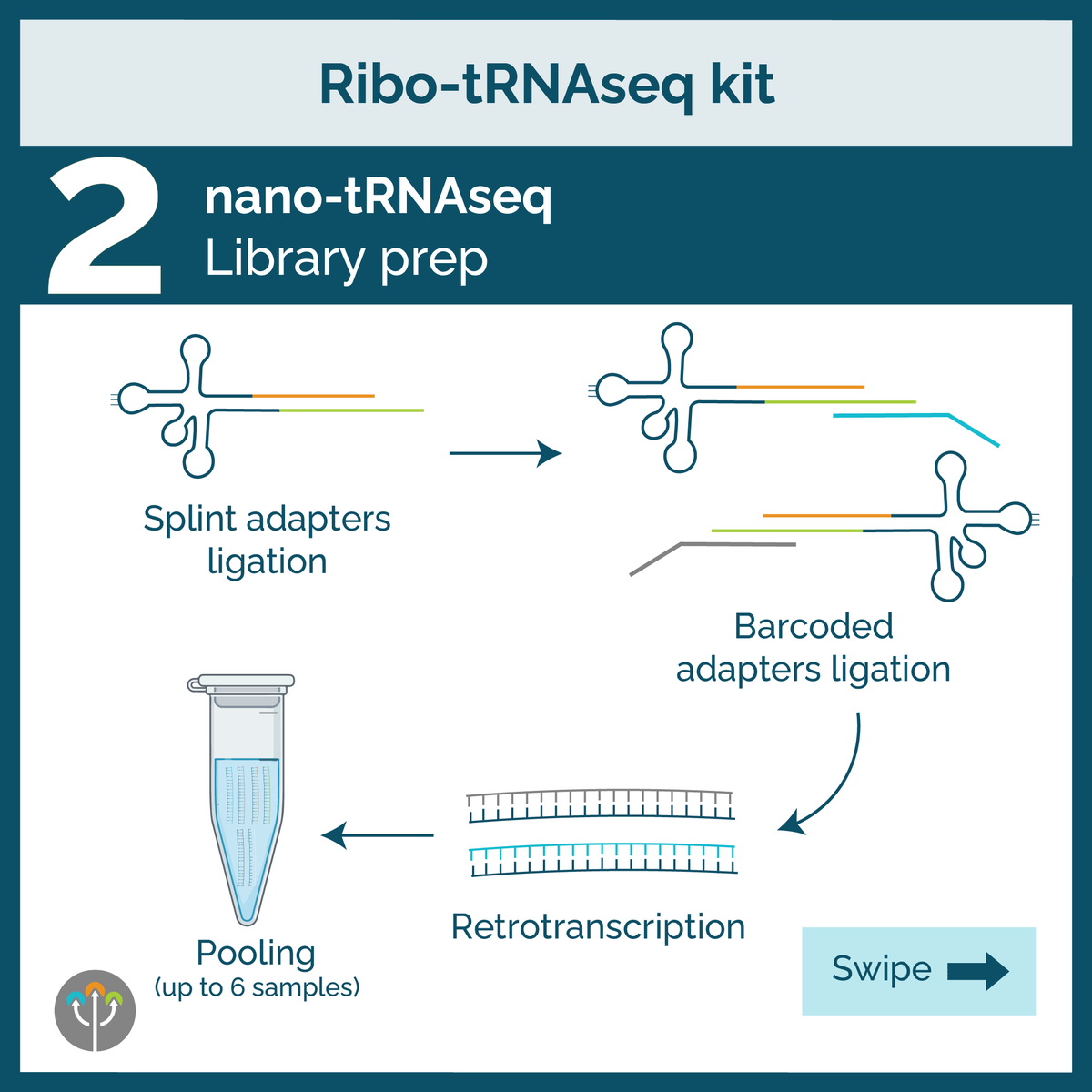 ImmaginaBiotech's tweet image. What if the key to your system lies in the tRNAs your ribosomes actually use? 🔬
Meet Ribo-tRNAseq: the first kit to isolate and sequence actively translating tRNAs—fast, easy, and insightful.
Learn more: zurl.co/cFoM5
#tRNA #RiboSeq #Translatomics