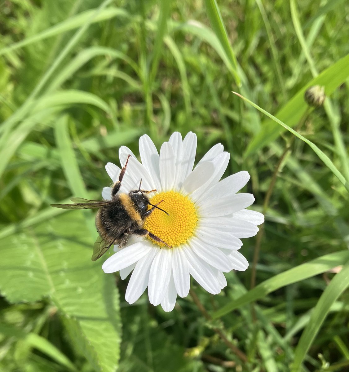 CommunityPlann1's tweet photo. Just a few days before #TeamBat #TeamNewt National Day on 24th May, and it's #WorldBeeDay today.
#TeamBee 🐝 🐝 🐝 https://t.co/K4PsaN5sjP