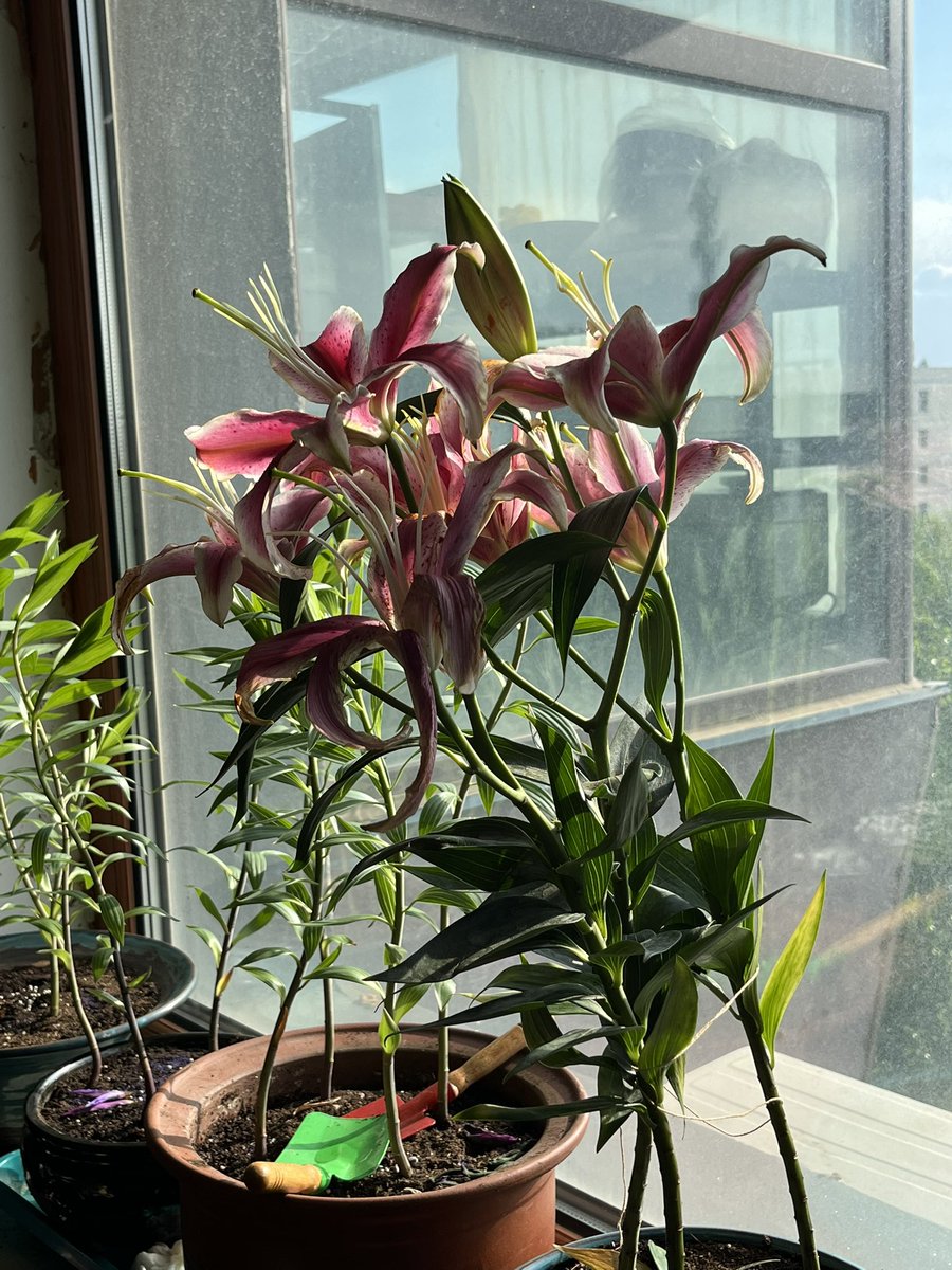 来自朋友的返图
纪念一下，送给别人的苦难之心
从院子移植到盆里，希望秋天他能成为爆盆的苦难之心
买百合也可以找我（什么啊！）