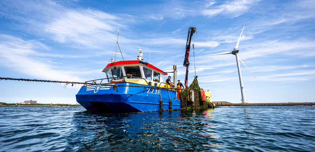Eerste Zeeuwse hangcultuurmosselen van 2025 geoogst, schelpen uitzonderlijk goed gevuld! Lees hier het persbericht: shorturl.at/QzU2H