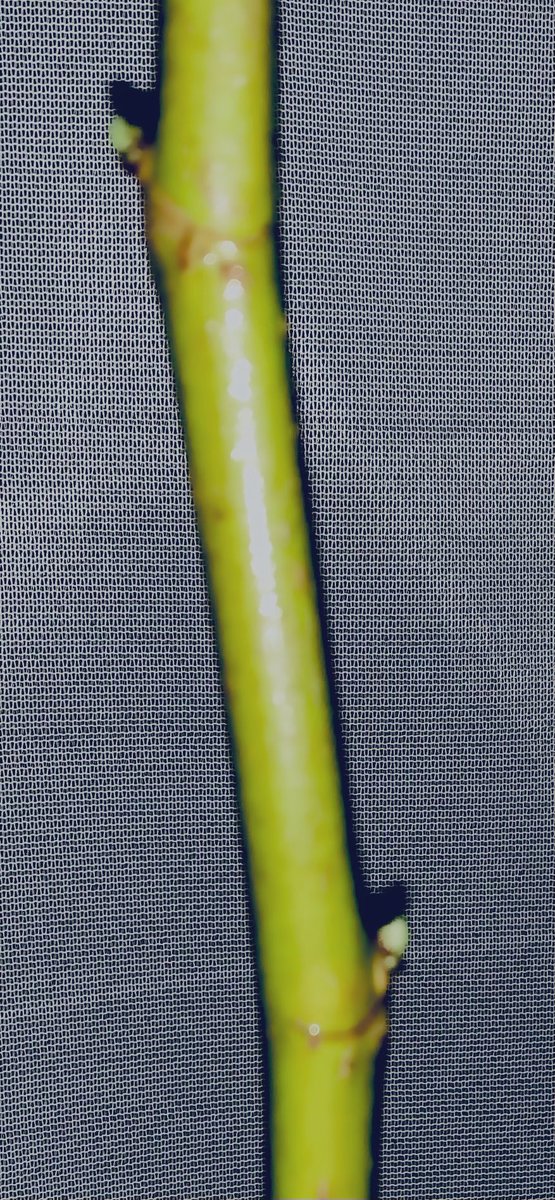 夜だと上手く撮れないなぁ( ；∀；)🌉
ブレっブレwww😂
イチジクさんは偽物品種が多いって
聞いたのですが､、、

やっぱり芽が出ると
愛着出ちゃうよね〜っ！！🥺🌱🌱✨

#今　#イチジク　#可愛いね
#もう　＃寝坊すぎ　＃梅雨