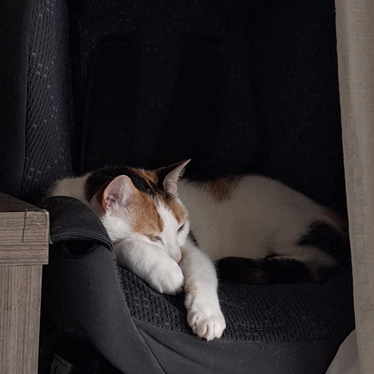 leone2ti's tweet photo. essa é a chitara. ela não tá nem na minha foto de perfil nem na de capa mas não quero deixar ela excluída então vou deixar ela fixada no perfil https://t.co/C6oAYTkP6J