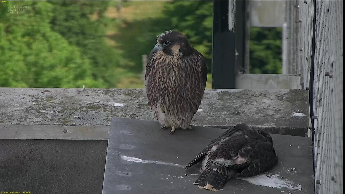 FaBPeregrines's tweet photo. The chicks had breakfast from Azina around 10:45am but now they've discovered the nest box roof they don't want to leave it... They've spent most of the morning on it.
#FledgeWatch https://t.co/f2r6rPsLez