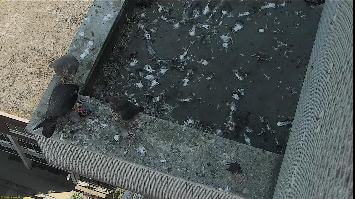 FaBPeregrines's tweet photo. The chicks had breakfast from Azina around 10:45am but now they've discovered the nest box roof they don't want to leave it... They've spent most of the morning on it.
#FledgeWatch https://t.co/f2r6rPsLez