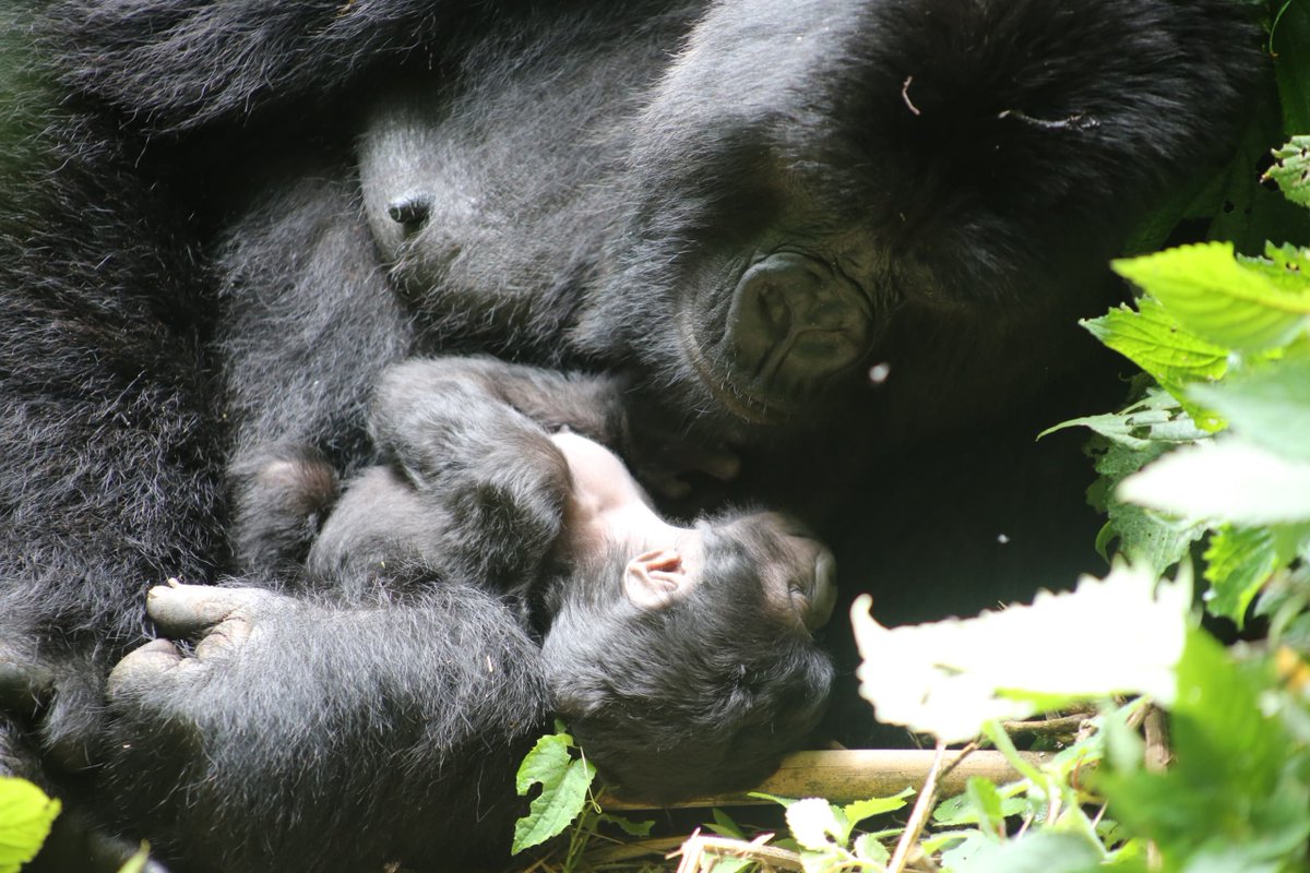 On Sunday, we announced a new birth in the Humba family.⁠
⁠
Since then, our team has been closely monitoring the newborn and can now confirm that the mother is Kanyalire, a female gorilla born on May 24, 2002. She is the daughter of silverback Kabirizi and Macibiri.⁠
⁠