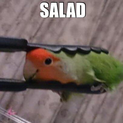 i drew this very healthy birb salad