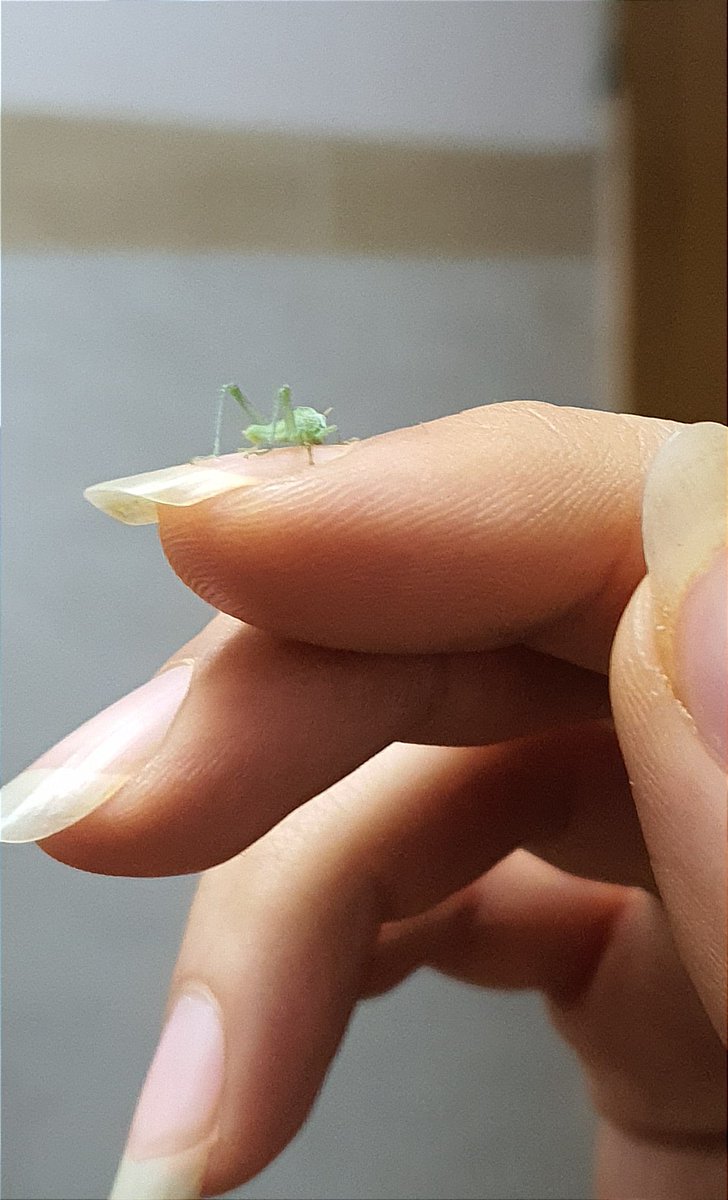 دیروز یدونه بچه مانتیس مهمونمون شده بود :)))
چرا همچی کوچولوش انقد کیوته آخه🥲