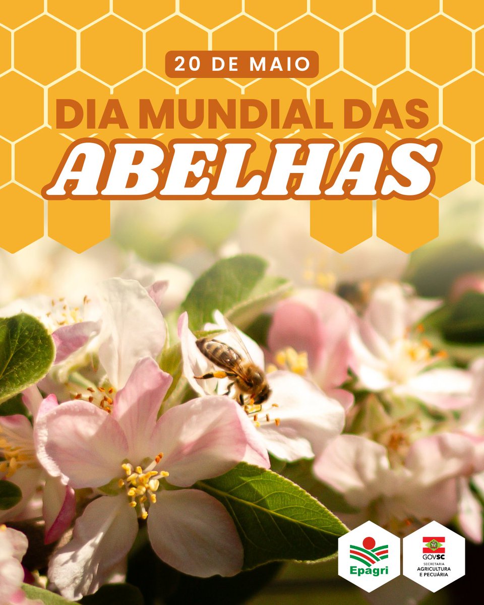 🐝👑Hoje é dia delas, as rainhas da polinização!

🍯As abelhas nos alimentam não apenas com mel - graças à polinização, elas garantem a produção agrícola e a nossa sobrevivência.🌸

🤩 Para conhecer mais sobre esses insetos fantásticos, acesse nosso site: epagri.sc.gov.br