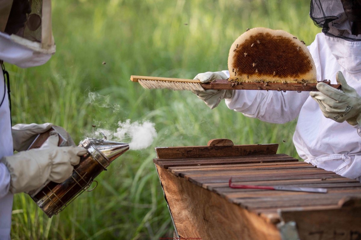 AFD_en 🇫🇷 🇪🇺 (@afd_en) on Twitter photo 🐝It's #WorldBeeDay!
In Mozambique, with the <a href="/FondationSommer/">Fondation François Sommer</a>, we support a project that improves biodiversity conservation & communities incomes through sustainable harvesting and the sale of honey, mushrooms, & snails➡️bit.ly/4drcGKK
See it in pictures!
<a href="/FranceMaputo/">La France au Mozambique</a> 🐝It's #WorldBeeDay!
In Mozambique, with the <a href="/FondationSommer/">Fondation François Sommer</a>, we support a project that improves biodiversity conservation & communities incomes through sustainable harvesting and the sale of honey, mushrooms, & snails➡️bit.ly/4drcGKK
See it in pictures!
<a href="/FranceMaputo/">La France au Mozambique</a>