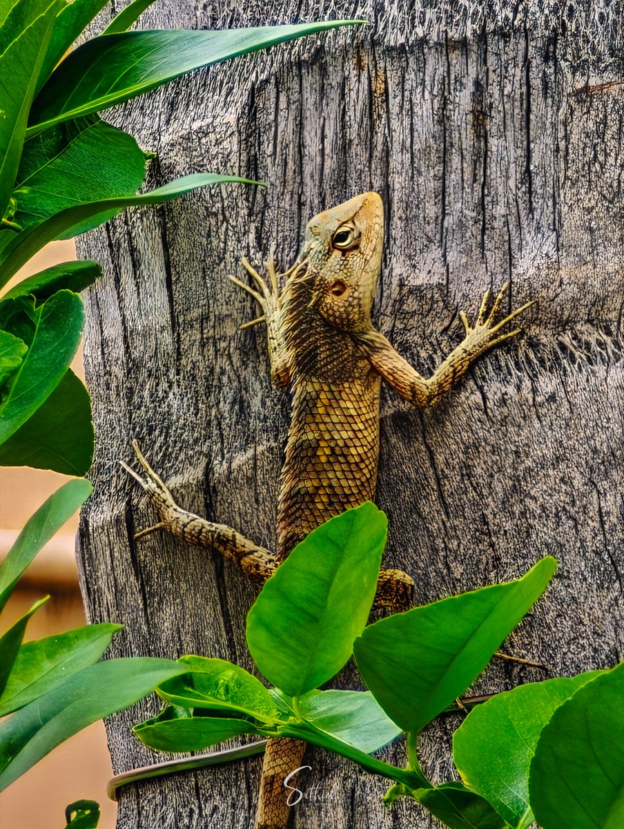 30x Tele macro in action! 🦎📸

Captured this Oriental Garden Lizard on a coconut tree with lemon leaves in the foreground. Shot using the Xiaomi 15 Ultra.

Thanks to tele macro tech, I could frame this shy subject without getting too close, perfect for moments when proximity