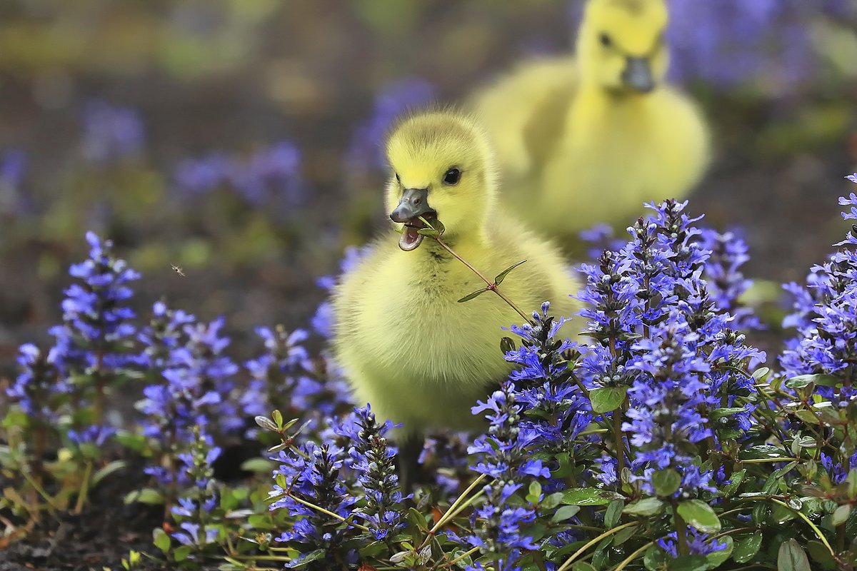 National Wildlife Federation tweet media