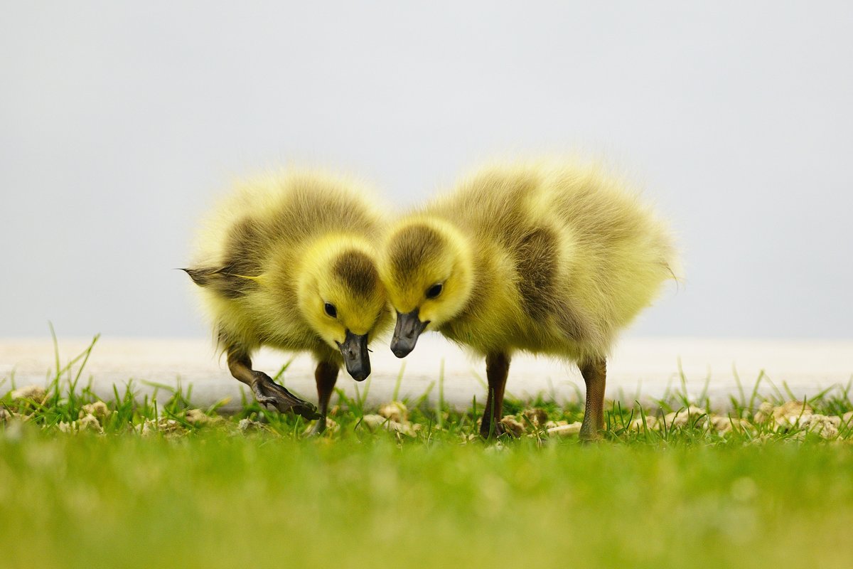 National Wildlife Federation tweet media