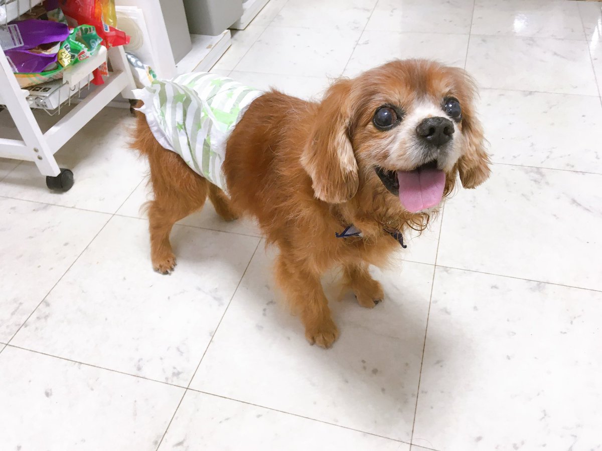 okoojo's tweet photo. @yoshimitropp 参加させてください😊🐶 https://t.co/25LQsBnGcD