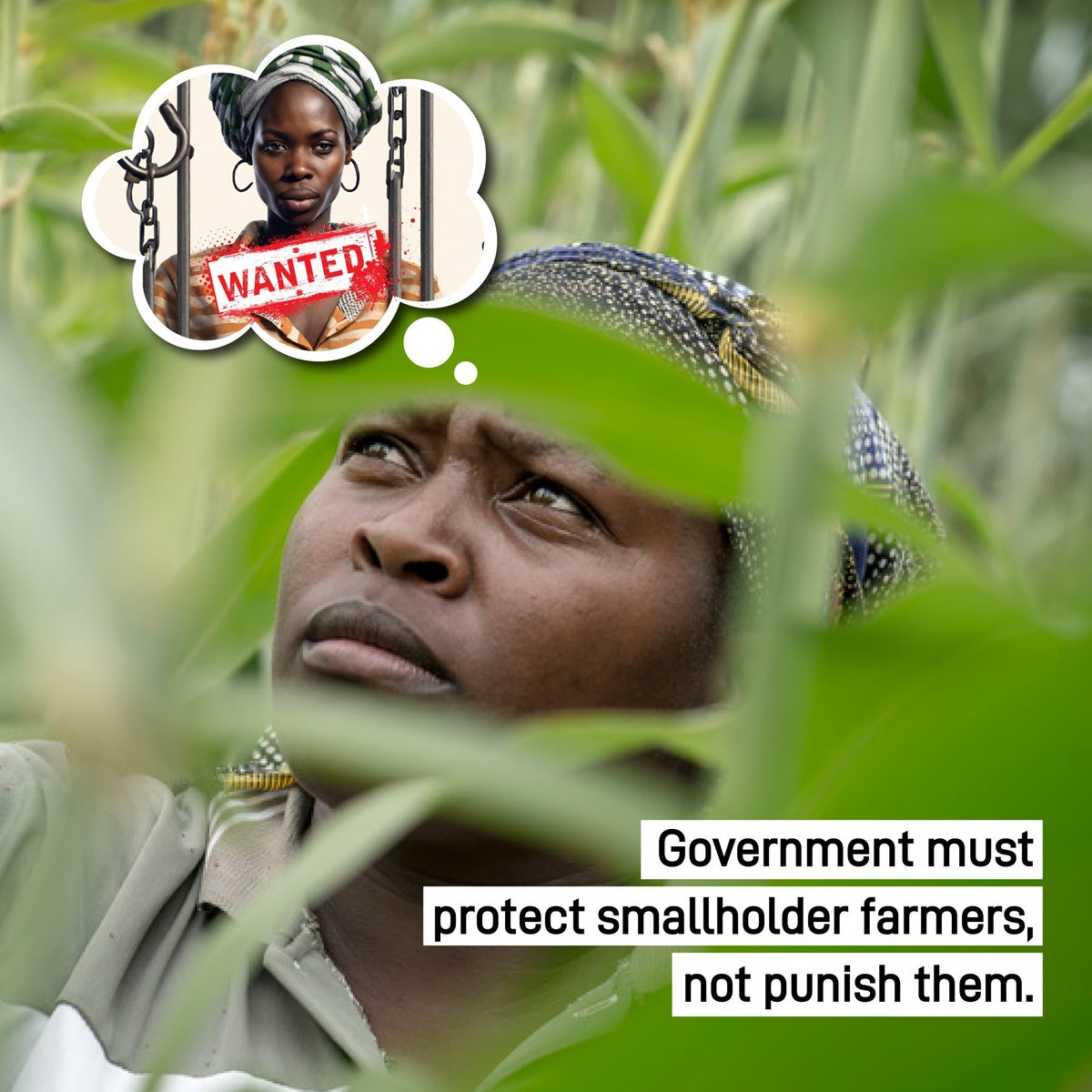 Zwecha2's tweet photo. Its not just for us.This is for the future generation also.Indigenous seeds must be preserved
#SaveOurSeeds
#SeedSovereinity https://t.co/xl0bPPcocW