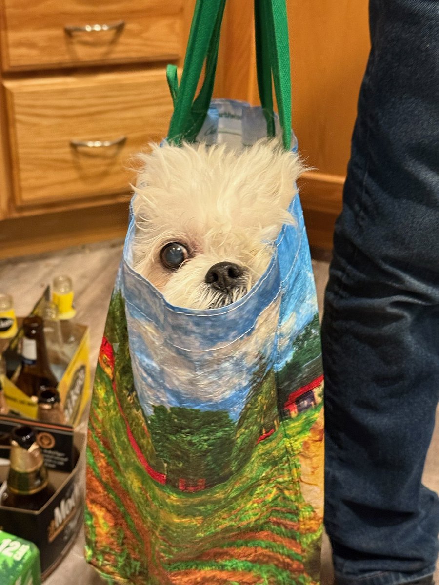 BobBox999's tweet image. Somebody Help My Boi