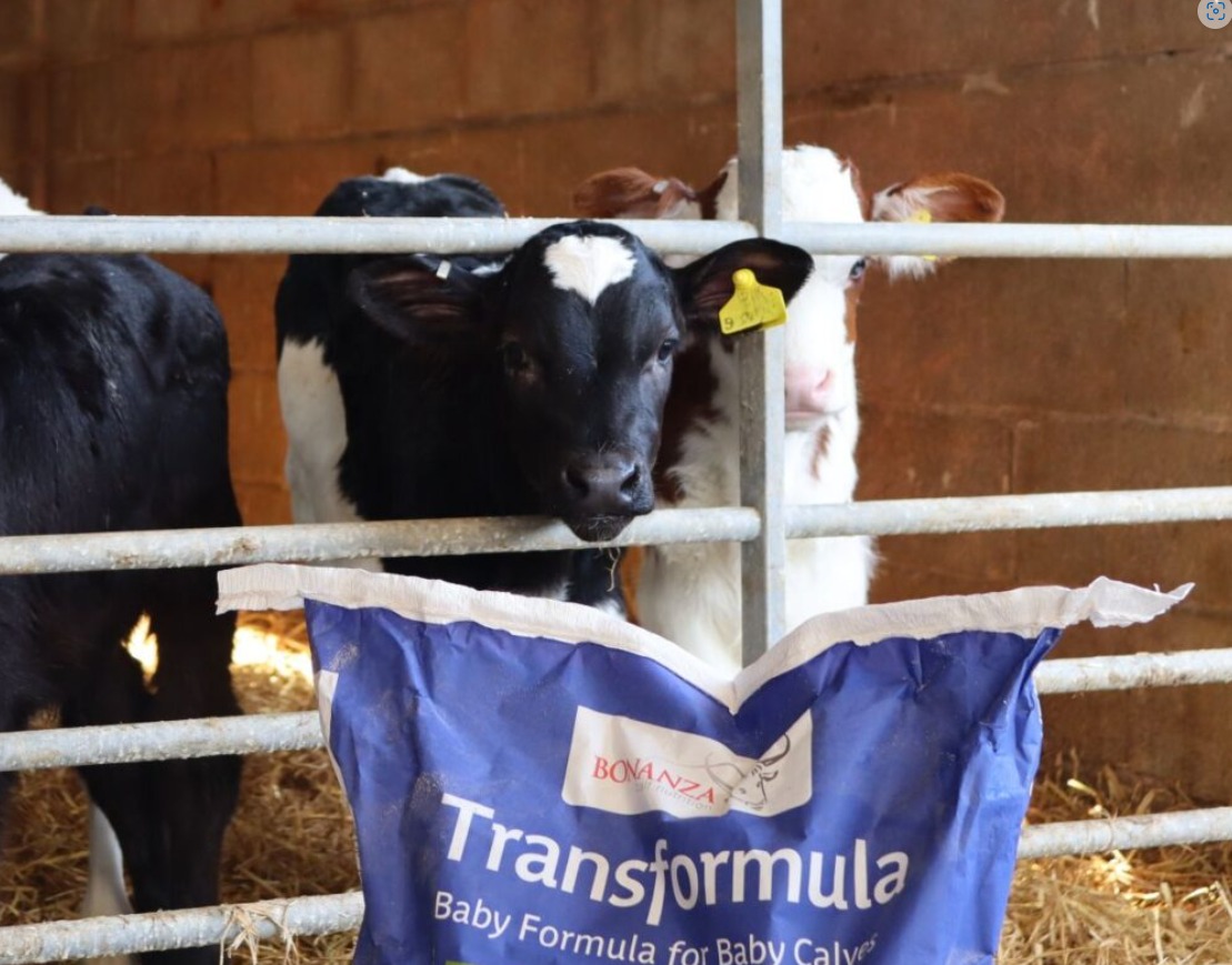 Over 57% of farmers stop transition milk by day 5 - but feeding up to 21 days boosts growth &amp; supports gut health! Transition milk &gt; whole milk 💪

Shoutout to Bonanza’s Transformula, milk replacer turning 10 in 2025!

bit.ly/4keqkTz

#CalfHealth #TeamDairy #Transformula