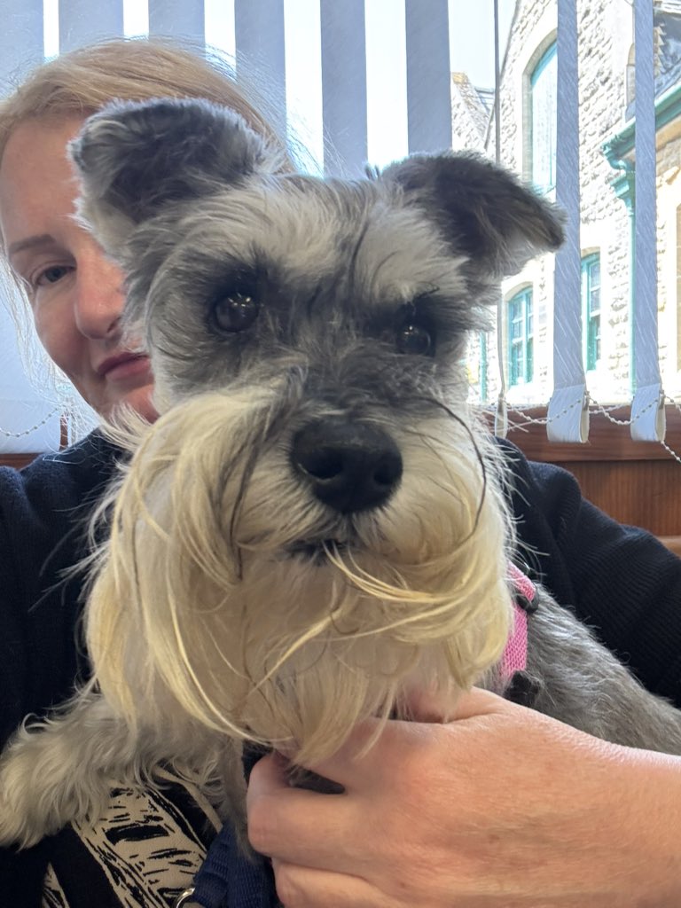 Coco & Skippy Mini Schnauzers tweet media