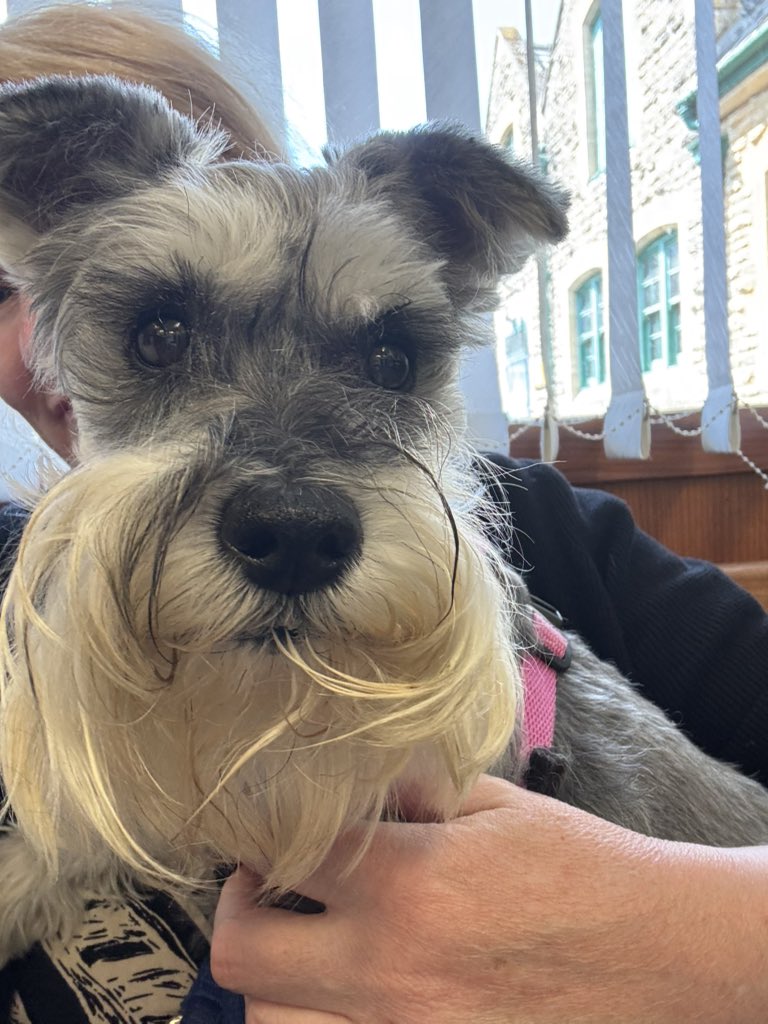 Coco & Skippy Mini Schnauzers tweet media