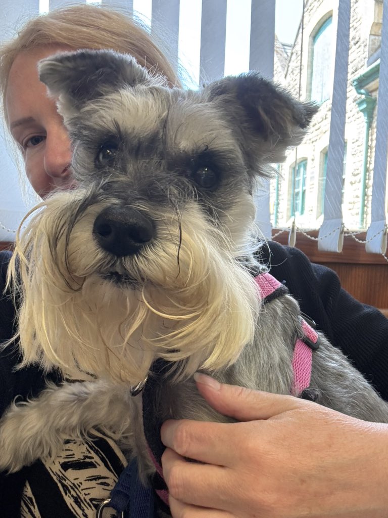 Coco & Skippy Mini Schnauzers tweet media