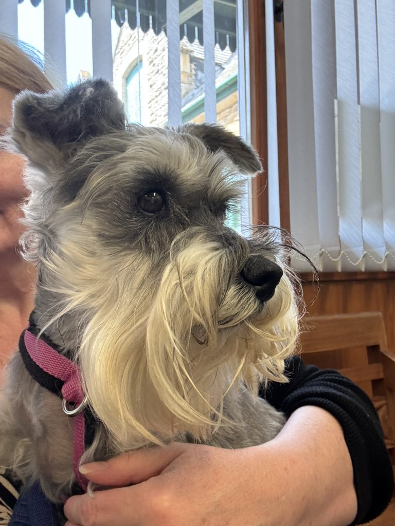 Coco & Skippy Mini Schnauzers tweet media