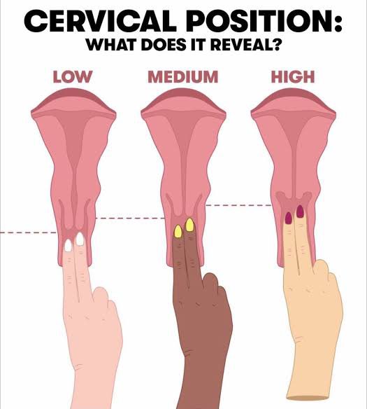 ShebaFeminine's tweet image. Why check your cervix?
It tells you:

• Where you are in your cycle
• When you’re most fertile
• What menstrual cup fits best
• If something feels off (hello, early warnings)

Learning your body is not extra. It’s essential.
#ShebaFeminine #CervixCheck #PeriodTracking