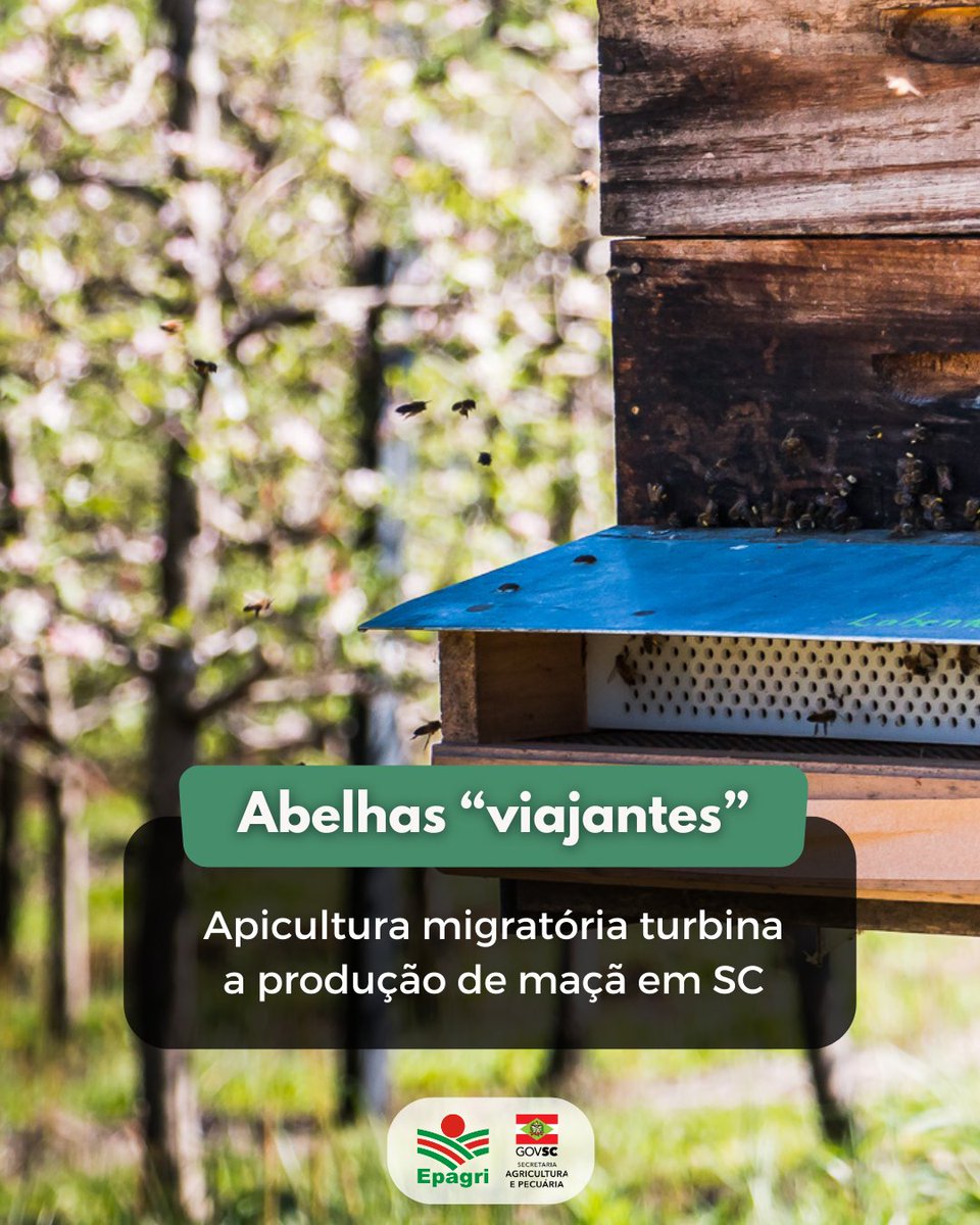 🚛🐝Já ouviu falar em apicultura migratória? 

Aqui em SC, essa atividade é fundamental para a produção de maçã.🌳É quando os apicultores alugam colmeias para fazer a polinização dos pomares na região serrana. 

Leia: x.gd/6eGnK