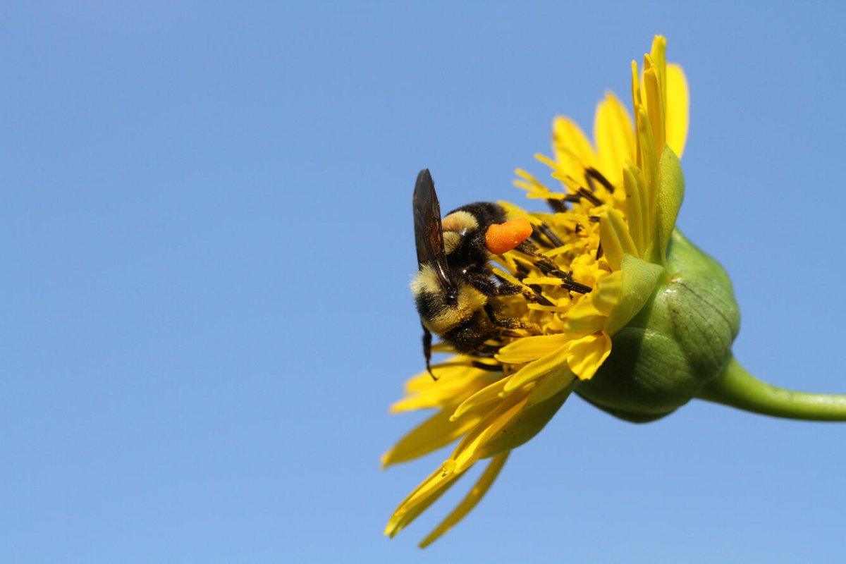 Many native bees &amp; pollinators are declining due to climate change, habitat loss, and pesticide use. Researchers supported by the Midwest CASC are looking to better support vulnerable bee populations with web tools &amp; more! 🐝ow.ly/M4gR50VTT0P 
#WorldBeeDay
