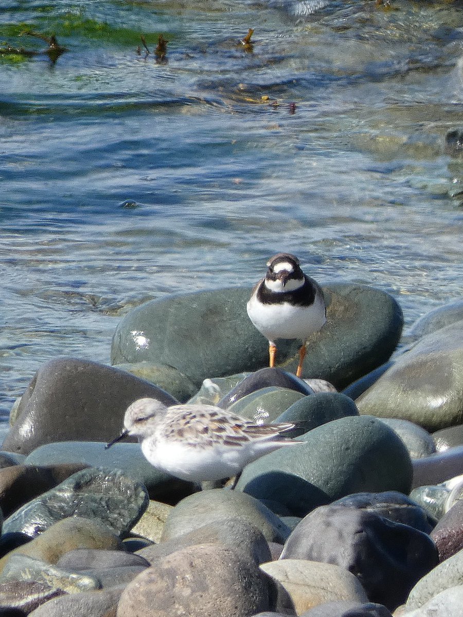 johnjayf's tweet image. Perfect day out at Cemlyn Bay