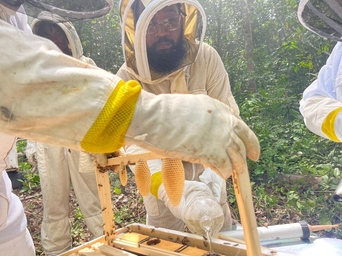 sgpguyana's tweet photo. Happy World Bee Day🐝 from SGP Guyana!
Known as the greatest pollinators, bees are part of the biodiversity on which we all depend for survival.
SGP is proud to support the Madeweni Queen Bees’  apiculture project. @UNDPGuyana  @UNGuyana https://t.co/jpCKyo6NcP
