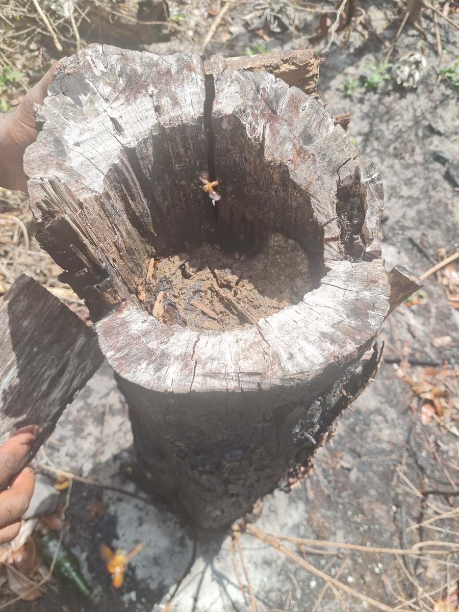 sgpguyana's tweet photo. Happy World Bee Day🐝 from SGP Guyana!
Known as the greatest pollinators, bees are part of the biodiversity on which we all depend for survival.
SGP is proud to support the Madeweni Queen Bees’  apiculture project. @UNDPGuyana  @UNGuyana https://t.co/jpCKyo6NcP