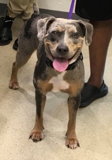 PWCAnimals's tweet photo. These and 11 other animals are STRAYS turned into the PWC Animal Services Center between 5/16/2025 - 5/19/2025. We post photos of stray animals brought to the Center a couple of times each week to help owners find their missing pets. If you believe your pet is at the Center, please inquire directly by calling (703) 792-6465, emailing animalservices@pwcgov.org or visiting the Center. View all the animals on our Facebook page https://t.co/weZQciPUEW