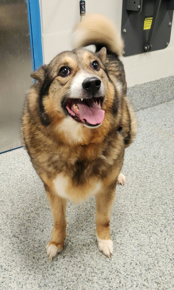 These and 11 other animals are STRAYS turned into the PWC Animal Services Center between 5/16/2025 - 5/19/2025. We post photos of stray animals brought to the Center a couple of times each week to help owners find their missing pets. If you believe your pet is at the Center,