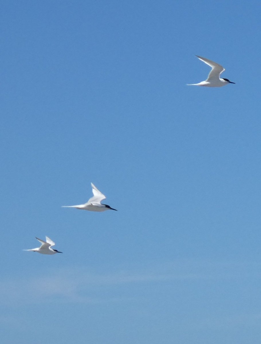 johnjayf's tweet image. Cemlyn always delivers