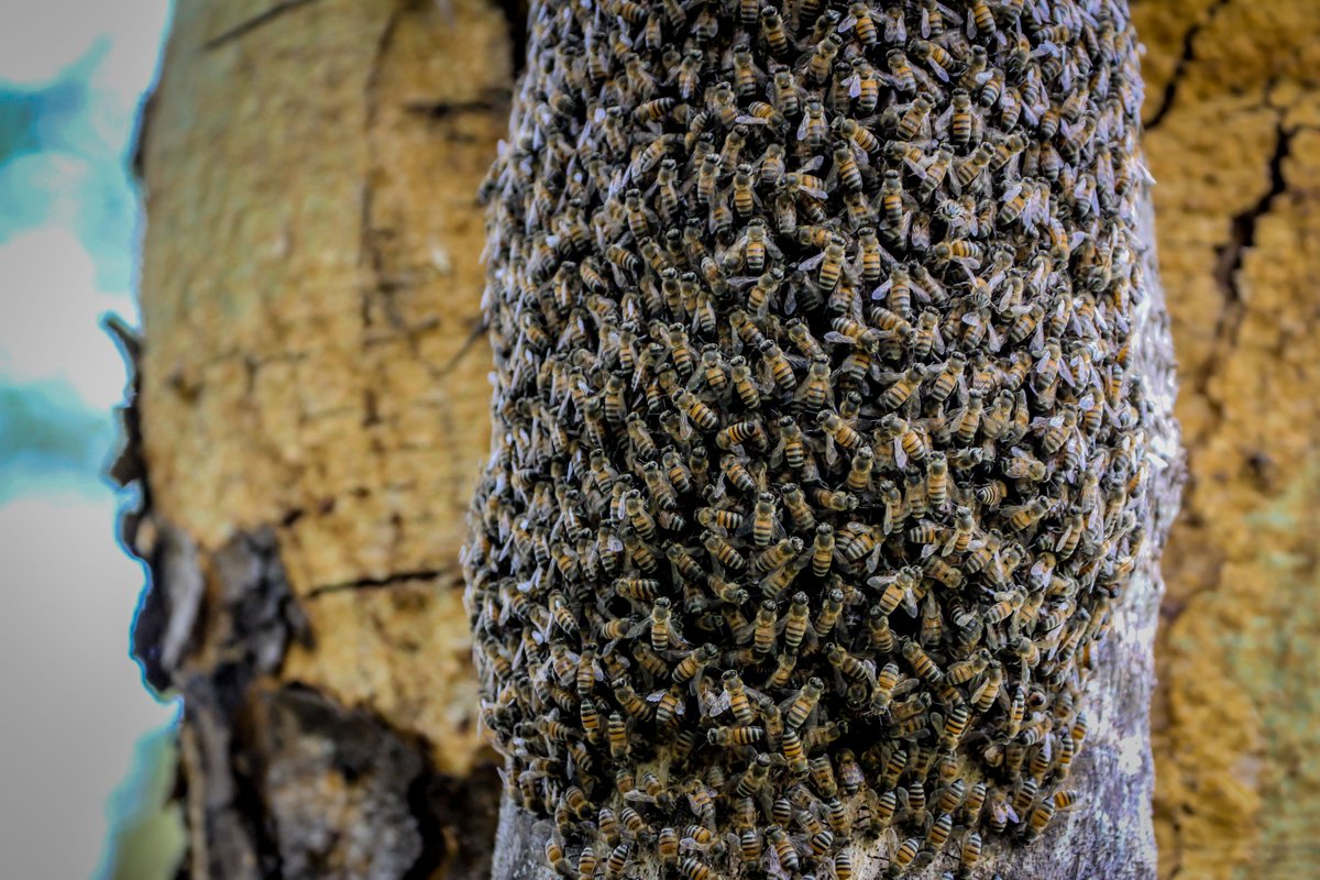 Lewa Wildlife Conservancy (@lewaconservancy) on Twitter photo Did you know? A large portion of the food we eat, from fruits and vegetables to nuts and seeds, depends on animal pollinators like bees? Our dinner plates are filled thanks to these amazing animals.
Happy #WorldBeeDay! 🐝
📸 <a href="/SirikoiLodge/">Sirikoi Lodge</a> Did you know? A large portion of the food we eat, from fruits and vegetables to nuts and seeds, depends on animal pollinators like bees? Our dinner plates are filled thanks to these amazing animals.
Happy #WorldBeeDay! 🐝
📸 <a href="/SirikoiLodge/">Sirikoi Lodge</a>