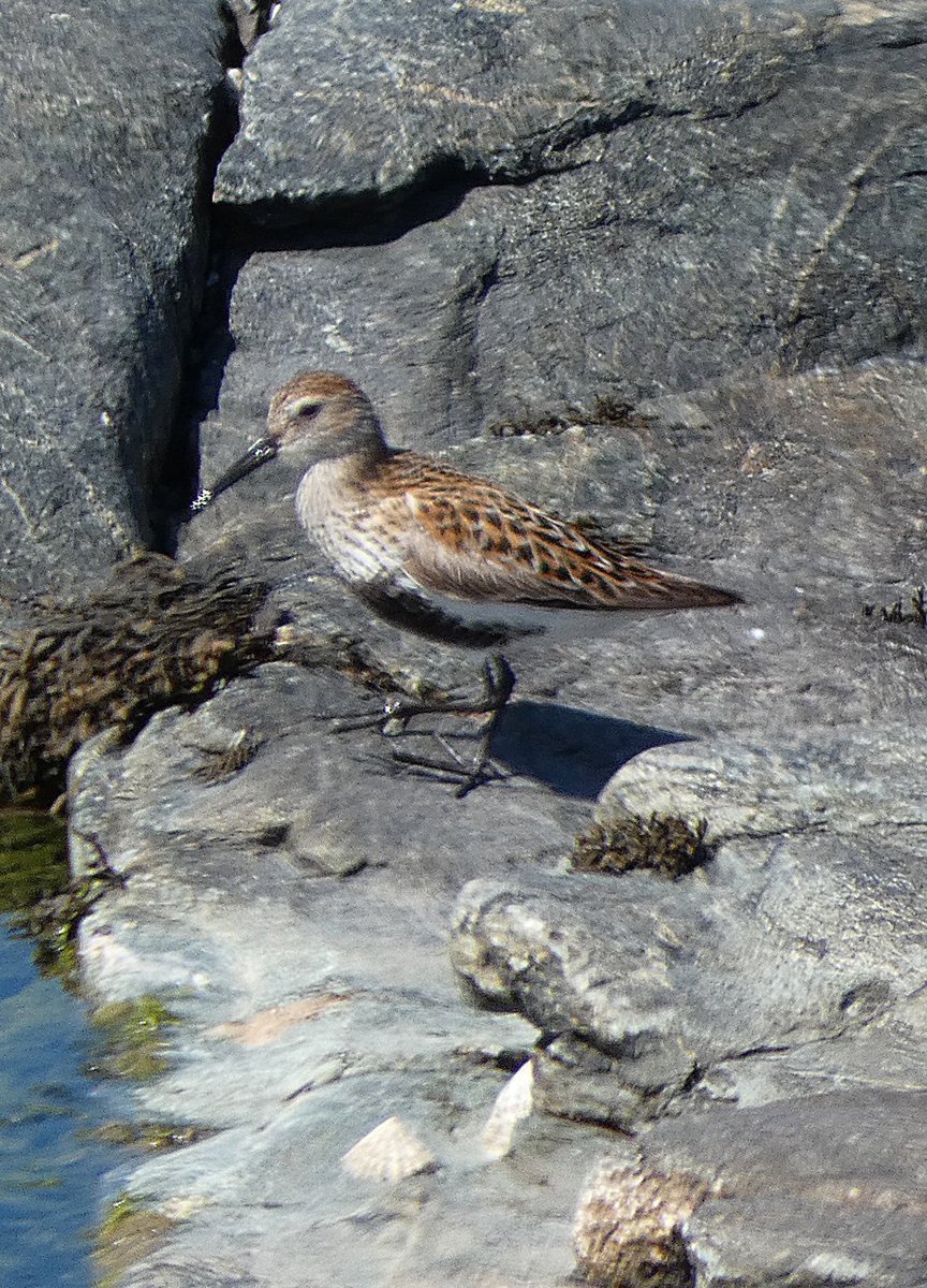 johnjayf's tweet image. All set for summer. Cemlyn Bay