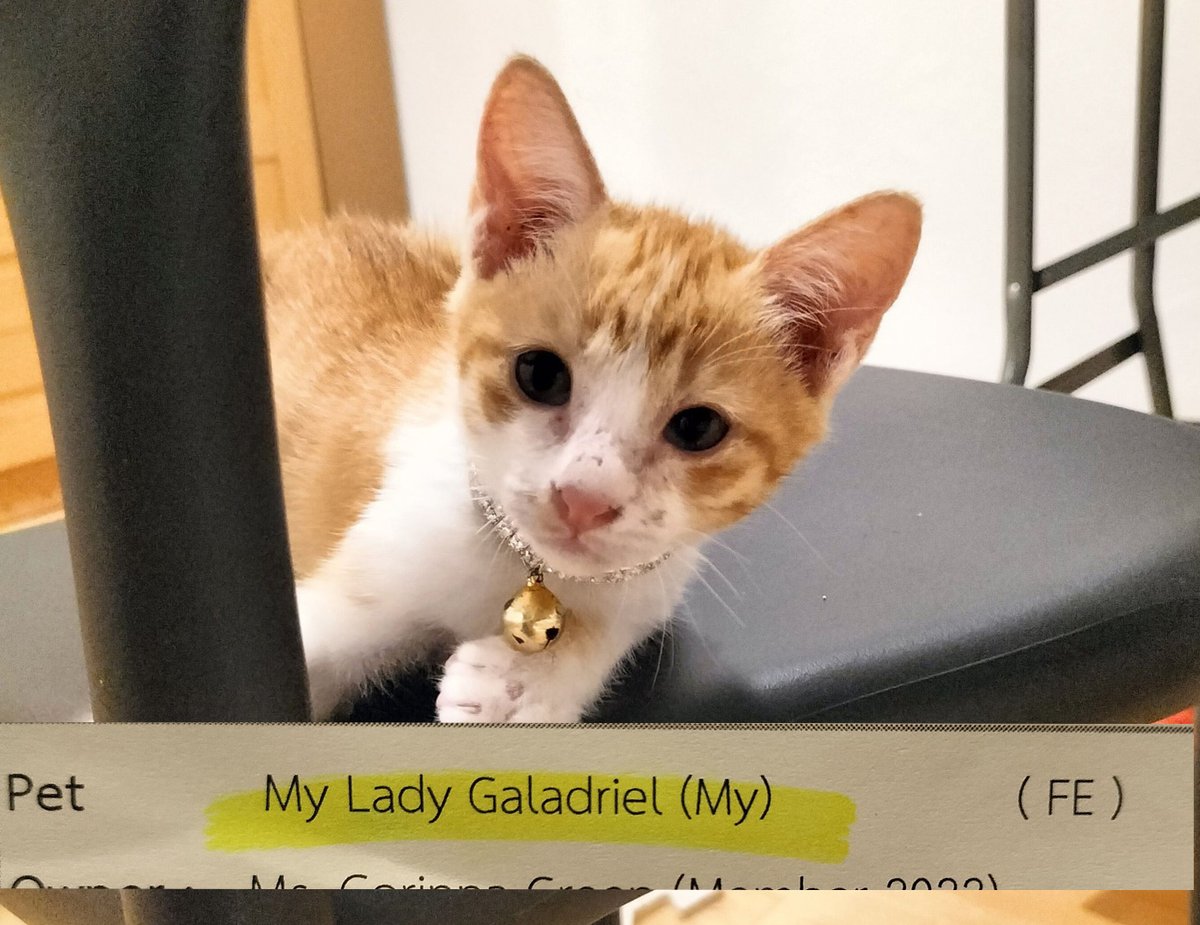 KevinGr56548811's tweet photo. We found a kitten behind a trash can a while back and had to keep her. Continuing our tradition of naming pets after Middle-earth characters, we have three dogs—Kili, Pippin, and Arwen—and now a cat.

#cat #middlearth #lordoftherings #pets #fantasy #kitten #KittensOfTwitter https://t.co/umAjf8vlMU