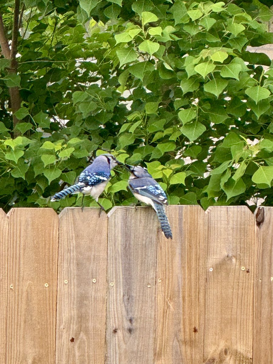 W 0 0 D S tweet media