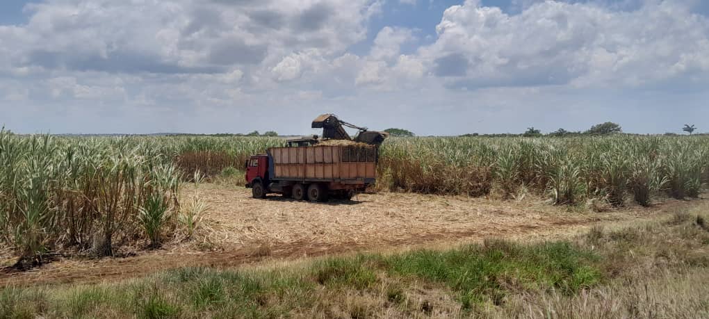 #Camaguey y una #tradición cañera que marcó la historia de la provincia <a href="/tvcamaguey/">Televisión Camagüey</a> <a href="/AviannyH58766/">Avianny Delgado Herrera</a> <a href="/KarlaCamil70381/">Karla Camila Abreu Rodríguez</a>