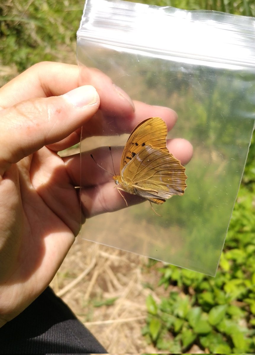 みがし tweet media