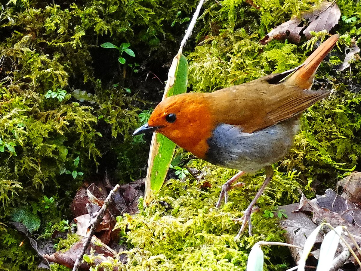 高原の #コマドリ。餌を探しているんだろう。Japanese Robin #野鳥 #野鳥撮影 #birdsphotography #birding #BirdsSeenIn2025