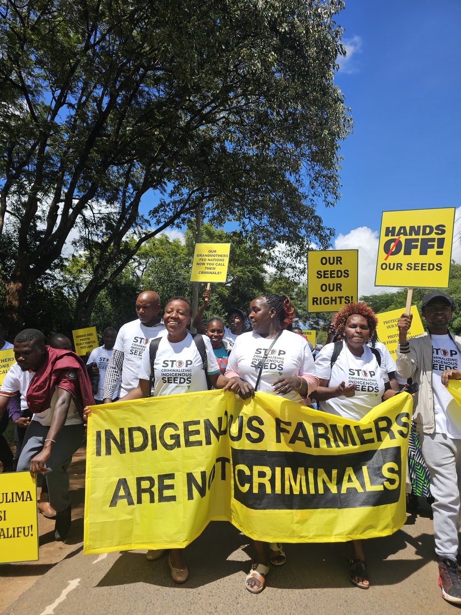 FerdyOmondi's tweet photo. Your final photos for the day.
Feel free to use them in support of Kenya's indigenous Farmers. 

This isn’t just about the constitution.
Its about the freedom to choose what seeds we plant and what food ends up on our table.

Farmers first, not corporates! 

#SaveOurSeeds https://t.co/icdRz4rZiD