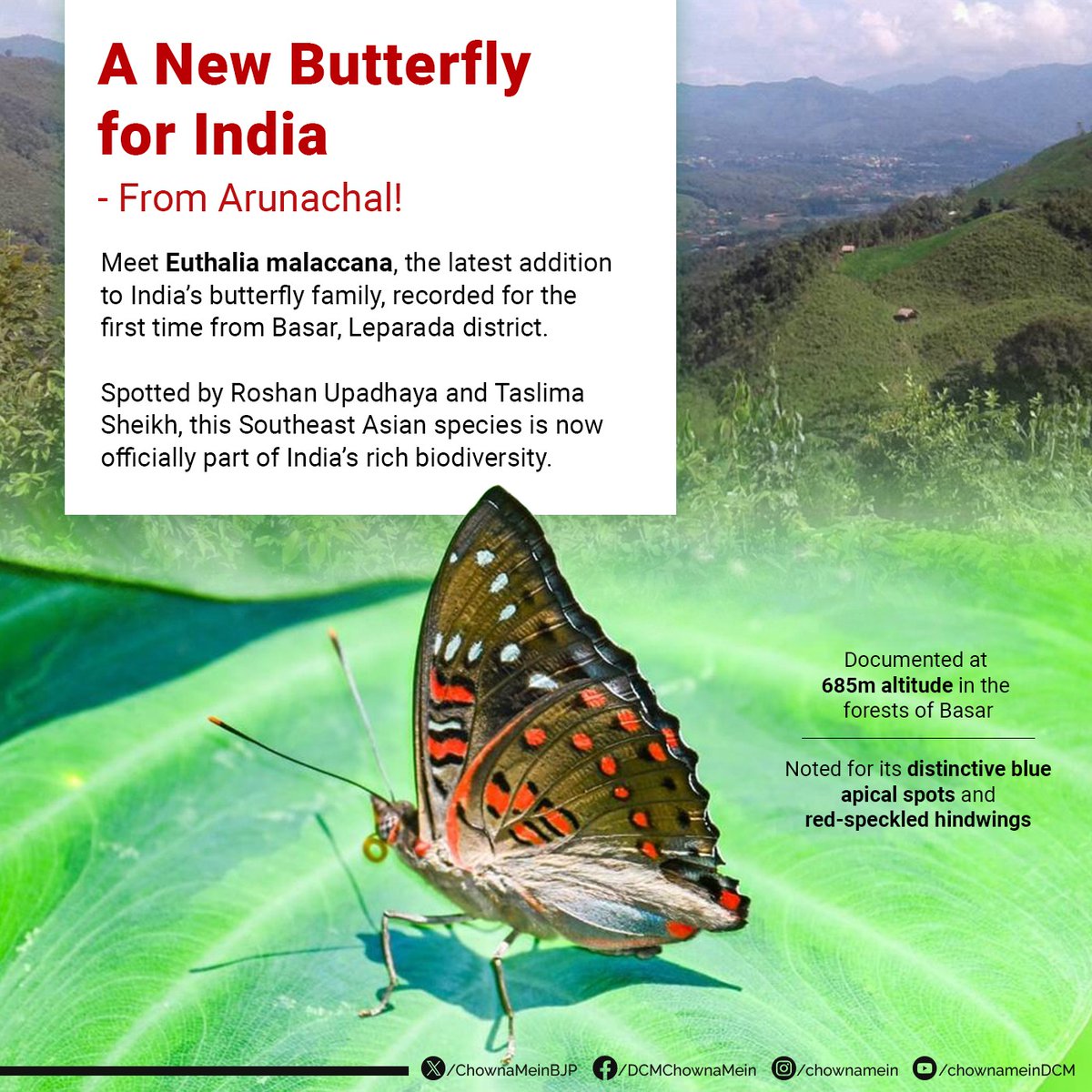 ChownaMeinBJP's tweet photo. A beautiful new butterfly species, ‘Euthalia malaccana’, has been recorded for the first time in India, right here in Basar, Leparada district.

This discovery shines a light on Arunachal Pradesh’s rich natural heritage and reinforces the need to protect and preserve our unique biodiversity.

#FloraAndFauna #Biodiversity