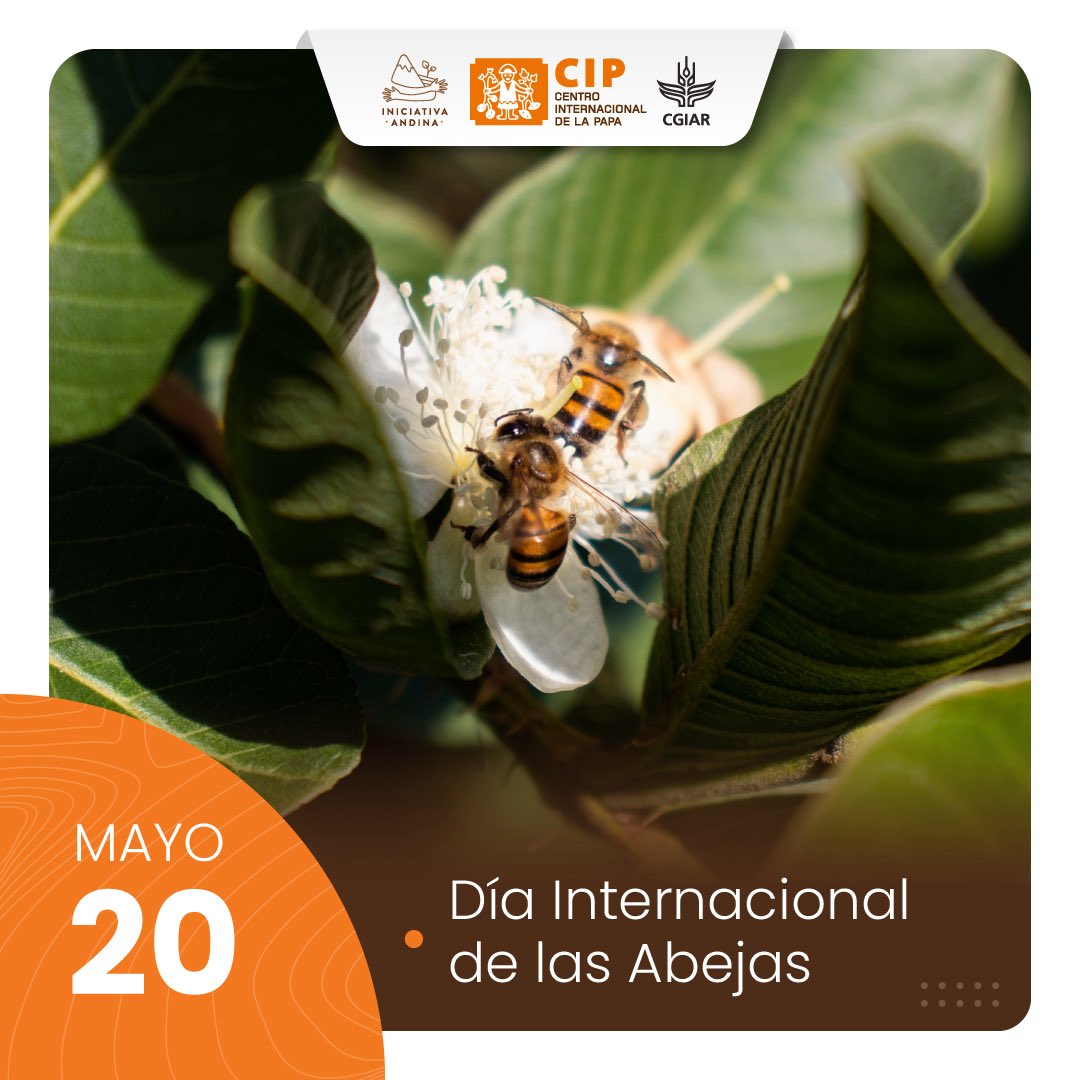🐝 Hoy en el #DíaMundialDeLasAbejas celebramos a estos polinizadores clave para la biodiversidad y la seguridad alimentaria.

En el CIP trabajamos por sistemas agrícolas que las protejan y valoren 🌱🌼

#Polinizadores #Agrobiodiversidad #PapaAndina #CIP