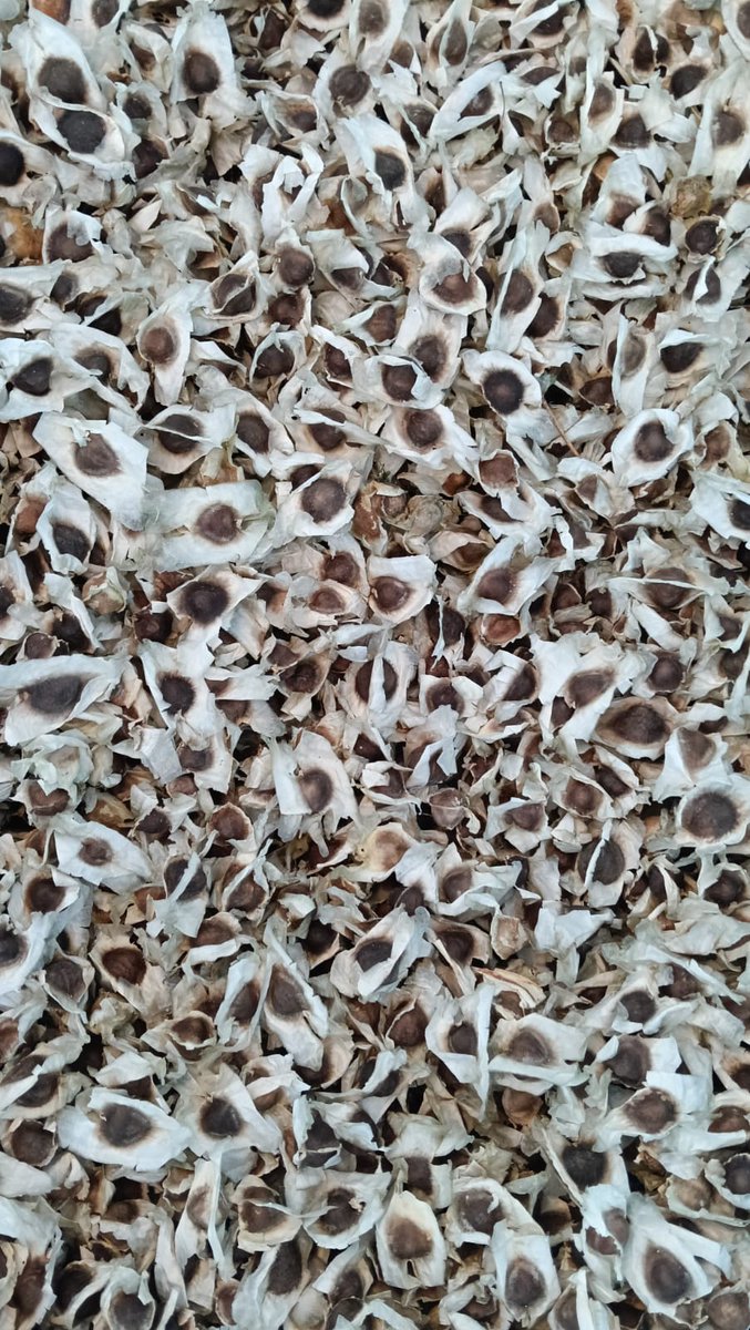rm_exports's tweet photo. Boost your plantation with premium-quality moringa seeds, perfect for sustainable farming &amp; highyield growth
 Superior germination rate   Rich in nutrients for healthy plants    Bulk orders available
#MoringaSeeds #GrowGreen #OrganicFarming #MalaysiaAgriculture #SustainableLiving https://t.co/A0wns17EFK
